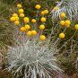 25 Yellow Drumstick Billy Button Craspedia Seeds