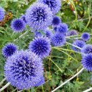 20 Steel Blue Globe Thistle Echinops Seeds 20 Steel Blue Globe Thistle Echinops Seeds