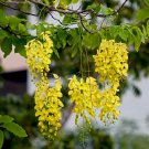 8 Gold Shower Tree Cassia Seeds