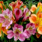 40 Peruvian Lily Mix Alstroemeria Seeds 40 Peruvian Lily Mix Alstroemeria Seeds