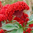 50 Red Cockscomb Celosia Seeds