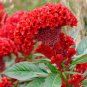 50 Red Cockscomb Celosia Seeds