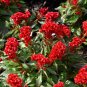 50 Red Cockscomb Celosia Seeds