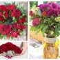 50 Red Cockscomb Celosia Seeds