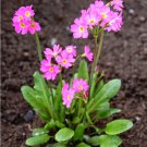 25 Pink Rosy Primrose Primula Seeds 25 Pink Rosy Primrose Primula Seeds