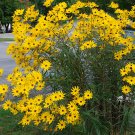 150 Tall Narrowleaf Yellow Swamp Sunflower Helianthus Seeds 150 Tall Narrowleaf Yellow Swamp Sunflower Helianthus Seeds