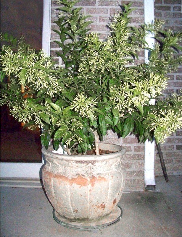 20 Fragrant Night Blooming White Jasmine Seeds