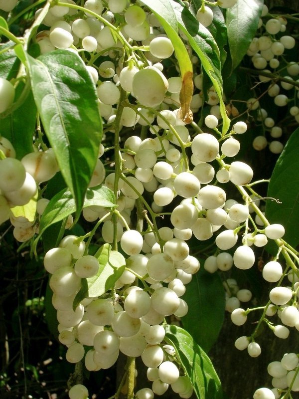 20 Fragrant Night Blooming White Jasmine Seeds
