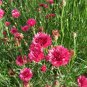 200 Red Bachelor Buttons Cornflower Centaurea Seeds