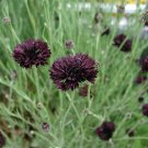 40 Maroon Black Bachelor Buttons Cornflower Centaurea Seeds 40 Maroon Black Bachelor Buttons Cornflower Centaurea Seeds