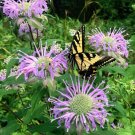 150 Wild Bergamot Bee Balm Monarda Seeds