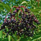 40 American Black Elderberry Sambucus Seeds