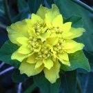 15 Showy Cushion Spurge Euphorbia Seeds 15 Showy Cushion Spurge Euphorbia Seeds