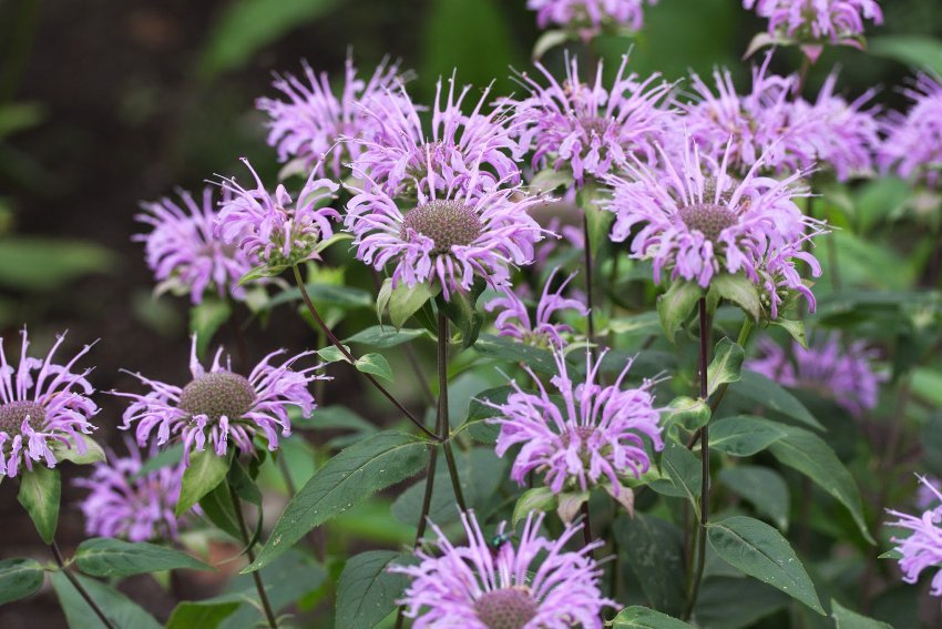 150 Wild Bergamot Bee Balm Monarda Seeds