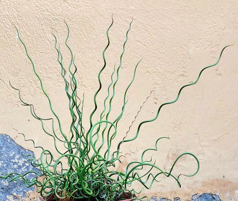 20 Native Curly Wurly Grass Cork Screw Rush Juncus Seeds