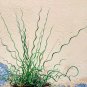 20 Native Curly Wurly Grass Cork Screw Rush Juncus Seeds