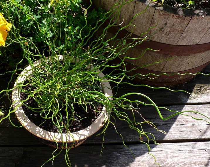20 Native Curly Wurly Grass Cork Screw Rush Juncus Seeds