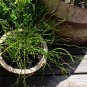 20 Native Curly Wurly Grass Cork Screw Rush Juncus Seeds
