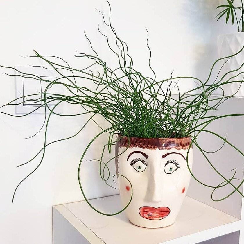 20 Native Curly Wurly Grass Cork Screw Rush Juncus Seeds