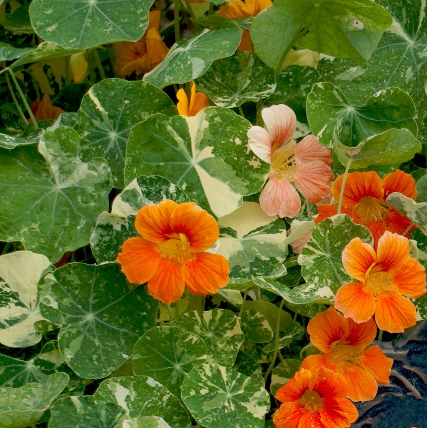 30 Variegated Nasturtium Alaska Tropaeolum Seeds