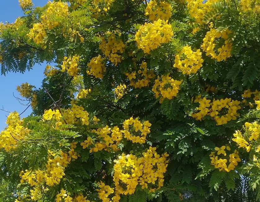 8 Gold Medallion Tree Cassia Seeds