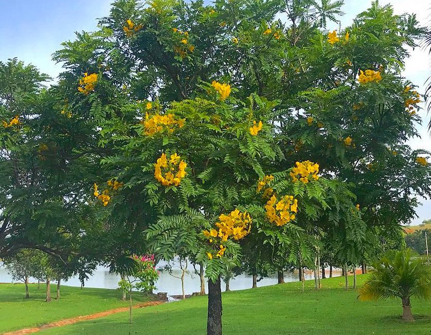 8 Gold Medallion Tree Cassia Seeds 