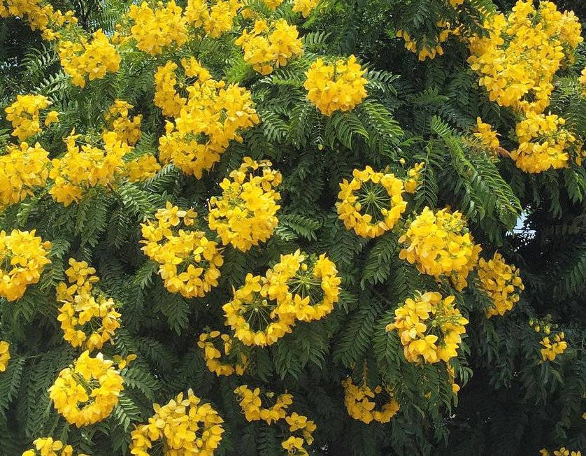 8 Gold Medallion Tree Cassia