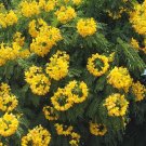 8 Gold Medallion Tree Cassia Seeds