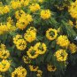 8 Gold Medallion Tree Cassia Seeds