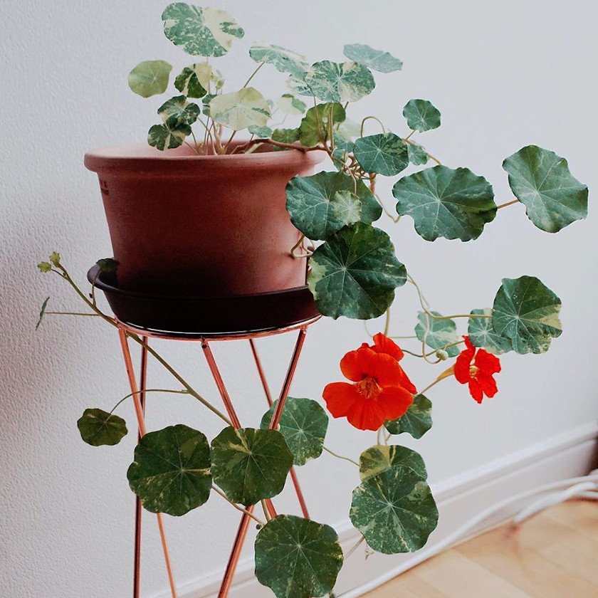 30 Variegated Nasturtium Alaska Tropaeolum Seeds