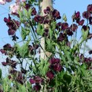 20 Fragrant Sweet Pea Flower Maroon Lathyrus Seeds 20 Fragrant Sweet Pea Flower Maroon Lathyrus Seeds