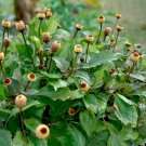 50 Toothache Plant Herb Spilanthes Acmella Seeds
