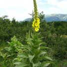 100 Wild Mullein Verbascum Herb Seeds