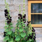 25 Black Hollyhock Alcea Nigra Seeds 25 Black Hollyhock Alcea Nigra Seeds
