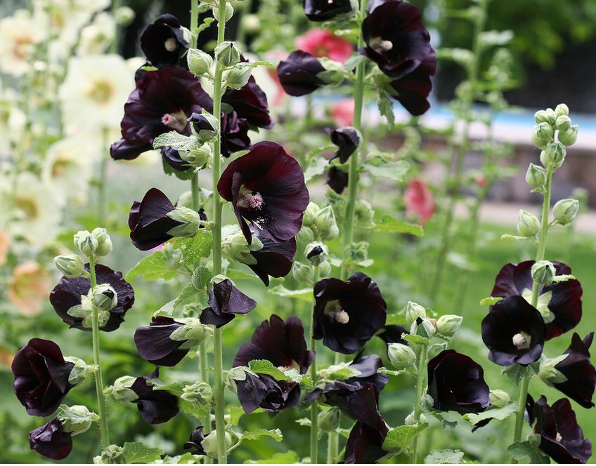 25 Black Hollyhock Alcea Nigra Seeds