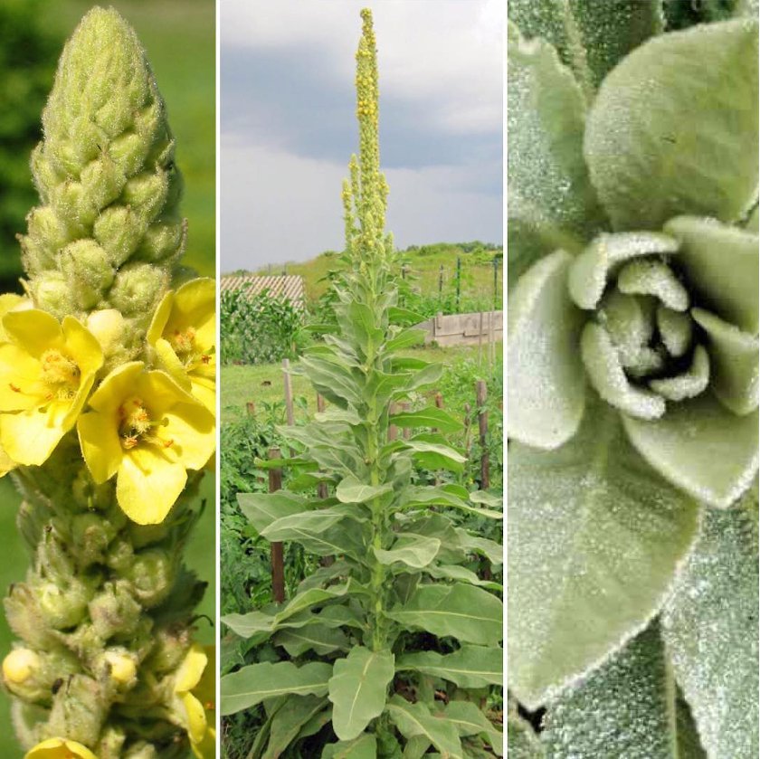 Wild mullein plant Idea