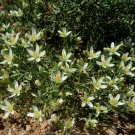 250 Wild African Rue Heirloom Peganum Herb Seeds