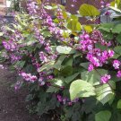10 Heirloom Purple Hyacinth Bean Vine Dolichos Lablab Seeds 10 Heirloom Purple Hyacinth Bean Vine Dolichos Lablab Seeds