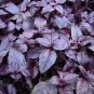 50 Basil Purple Dark Opal Ocimum Herb Seeds