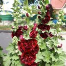 25 Maroon Double Hollyhock Alcea Seeds 25 Maroon Double Hollyhock Alcea Seeds