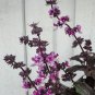 50 Basil Purple Dark Opal Ocimum Herb Seeds