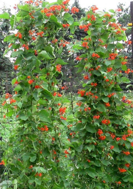 25 Heirloom Red Scarlet Runner Vine Bean Phaseolus Seeds