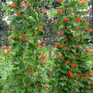 25 Heirloom Red Scarlet Runner Vine Bean Phaseolus Seeds