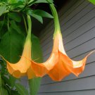 5 Orange Angel Trumpet Brugmansia Seeds