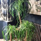 30 Ponytail Palm Nolina Beaucarnea Seeds
