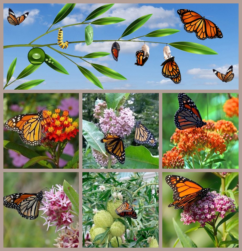 Butterfly Milkweed Asclepias Variety Seed Collection