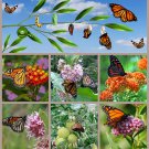 Butterfly Milkweed Asclepias Variety Seed Collection Butterfly Milkweed Asclepias Variety Seed Collection