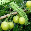 20 Amla Indian Gooseberry Nelli Phyllanthus Emblica Seeds
