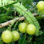 20 Amla Indian Gooseberry Nelli Phyllanthus Emblica Seeds