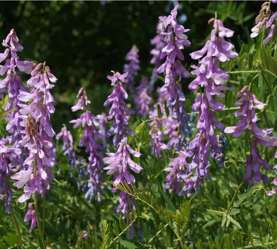 50 Licorice Herb Liquorice Glycyrrhiza Seeds